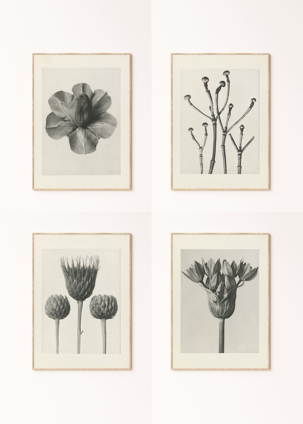 분위기 있는 식물 사진 4종(5~8번)